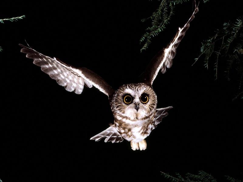 Saw-Whet Owl -- northern saw-whet owl (Aegolius acadicus); DISPLAY FULL IMAGE.