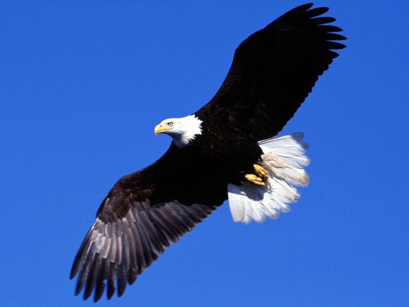 Bald Eagle in flight; DISPLAY FULL IMAGE.