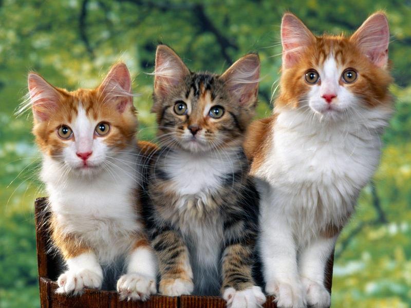 Three's a Crowd (Cats); DISPLAY FULL IMAGE.