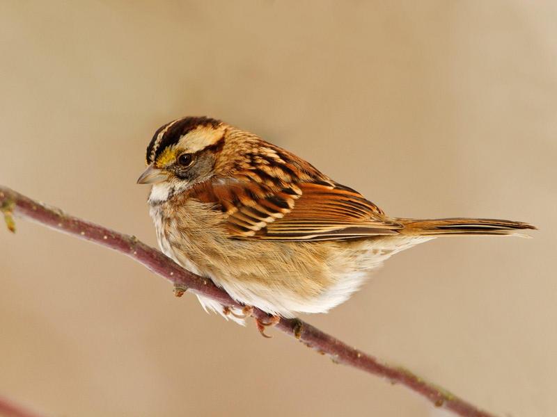 White-Throated Sparrow; DISPLAY FULL IMAGE.