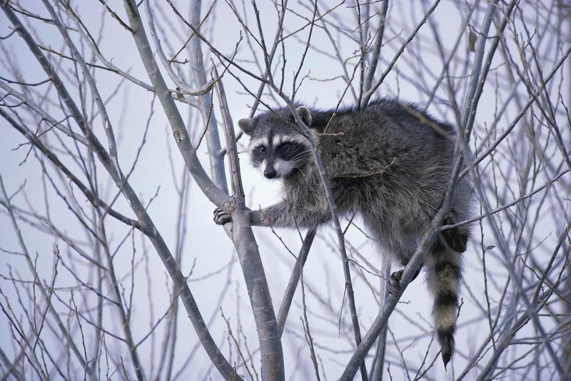 Wild Northern Raccoon (Procyon lotor) {!--아메리카너구리-->; DISPLAY FULL IMAGE.