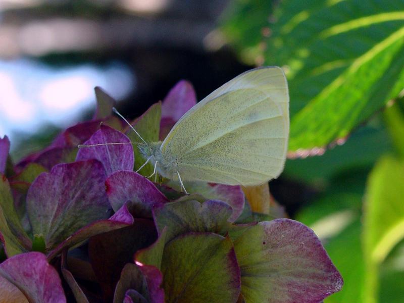 butterfly, Common Cabbage White butterfly; DISPLAY FULL IMAGE.