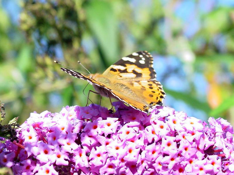 butterfly, Painted Lady Butterfly?; DISPLAY FULL IMAGE.