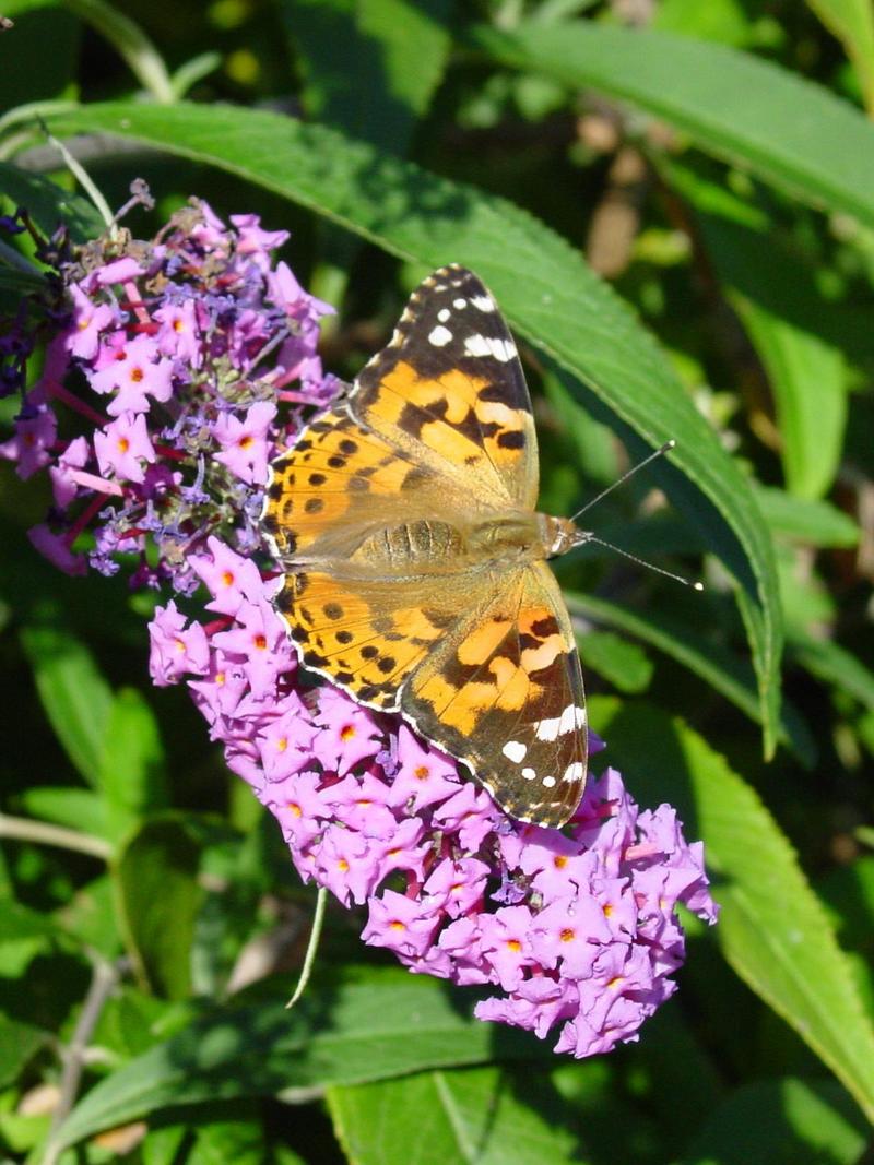 Painted Lady butterfly; DISPLAY FULL IMAGE.