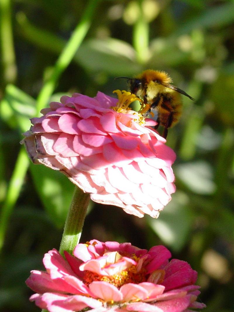 bumble bee; DISPLAY FULL IMAGE.