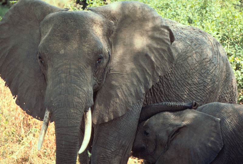 African Elephants (Loxodonta africana) mother and calf {!--아프리카코끼리-->; DISPLAY FULL IMAGE.