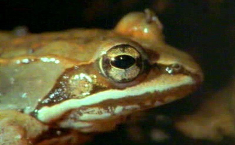 frog; DISPLAY FULL IMAGE.