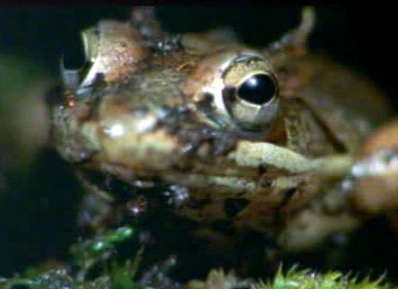 frog; DISPLAY FULL IMAGE.