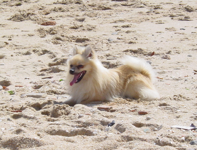 pomeranian dog; DISPLAY FULL IMAGE.