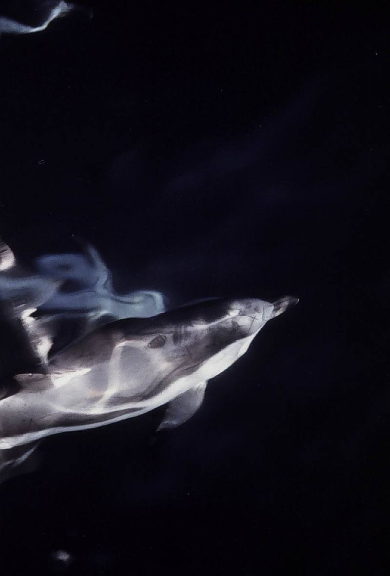 Common Dolphin (Delphinus delphis) {!--참돌고래-->; DISPLAY FULL IMAGE.