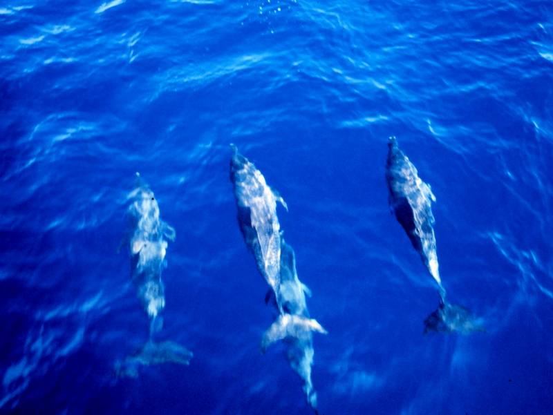 Pantropical spotted dolphins {!--돌고래-->; DISPLAY FULL IMAGE.