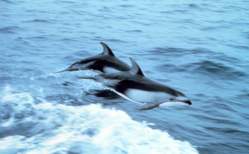 Pacific White-sided Dolphins (Lagenorhynchus obliquidens) {!--돌고래-->; DISPLAY FULL IMAGE.