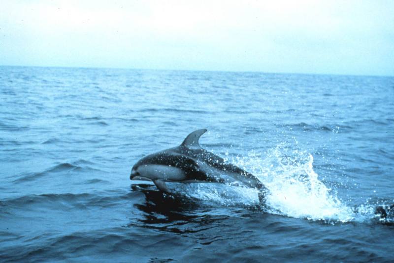 Pacific White-sided Dolphin {!--돌고래-->; DISPLAY FULL IMAGE.