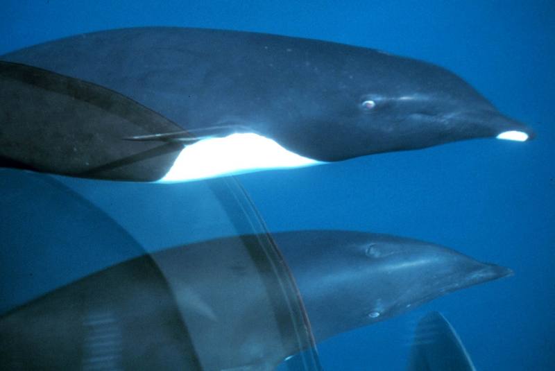 Northern Right Whale Dolphin (Lissodelphis borealis) {!--고추돌고래-->; DISPLAY FULL IMAGE.