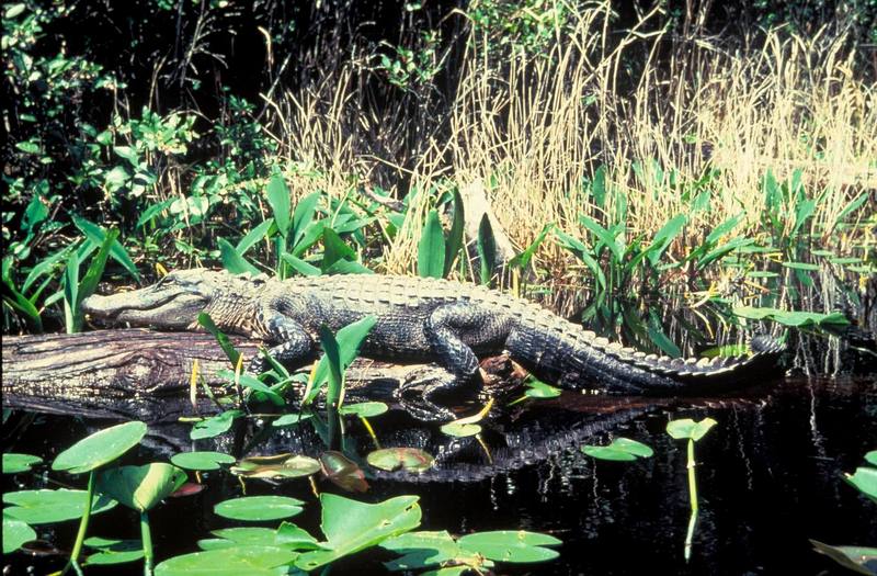 American alligator (Alligator mississippiensis){!--미시시피악어-->; DISPLAY FULL IMAGE.