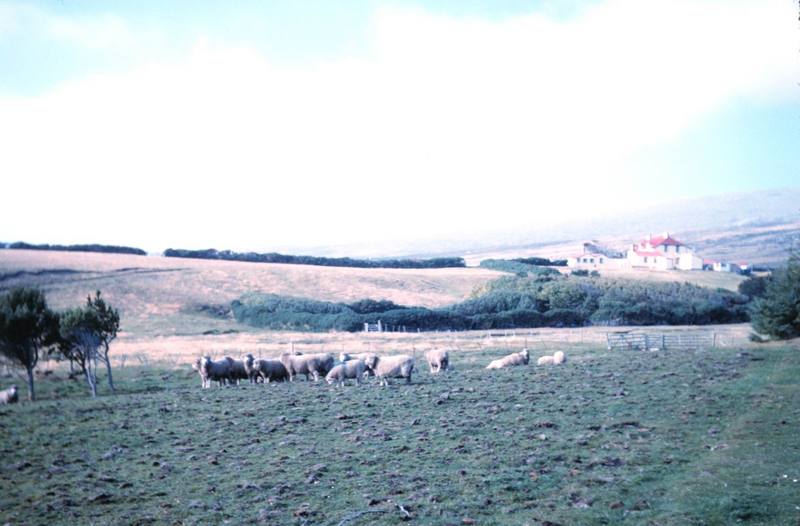 Domestic Sheep (Ovis aries) {!--면양-->; DISPLAY FULL IMAGE.
