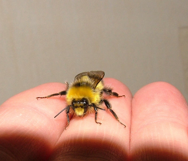 young bee; DISPLAY FULL IMAGE.