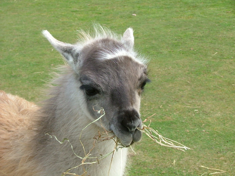 young Lama; DISPLAY FULL IMAGE.