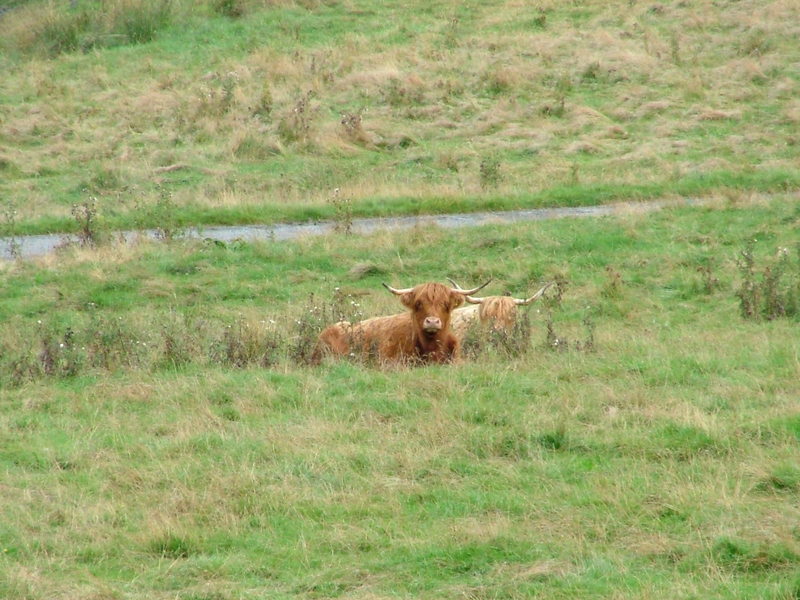 highland cattle; DISPLAY FULL IMAGE.