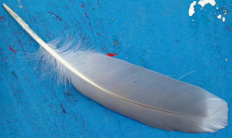 Feather of gull; DISPLAY FULL IMAGE.