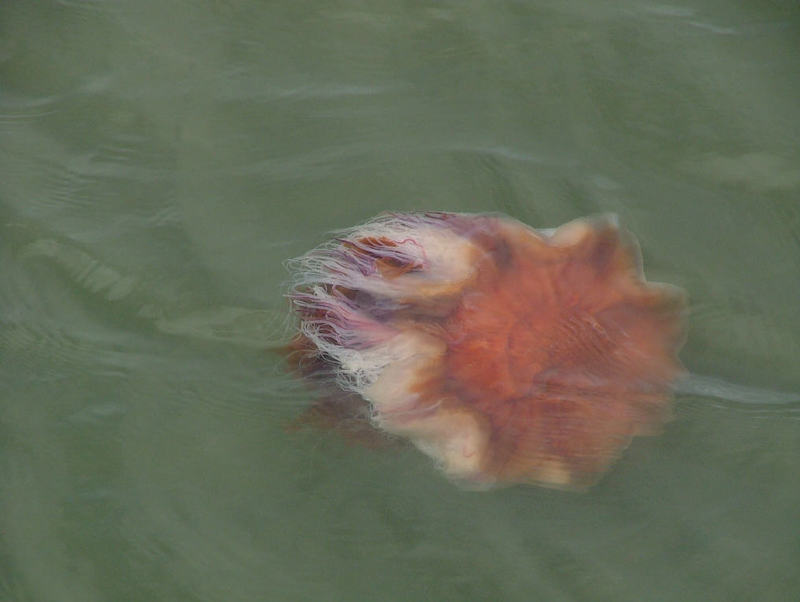 lions mane jellyfish; DISPLAY FULL IMAGE.