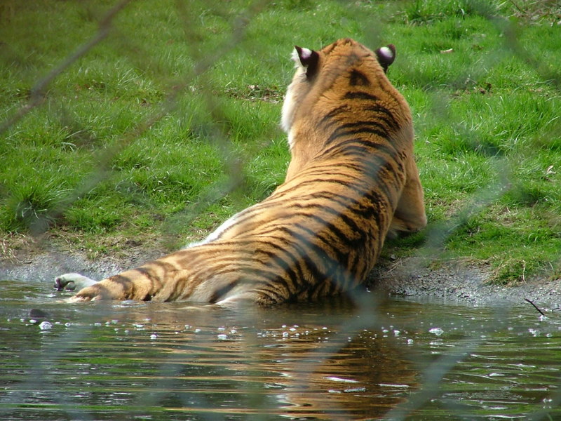 tiger; DISPLAY FULL IMAGE.