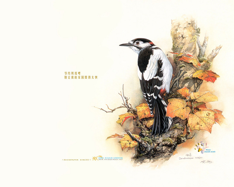 [Indian Ink Painting - China] Great Spotted Woodpecker (Dendrocopos major) {!--오색딱다구리-->; DISPLAY FULL IMAGE.