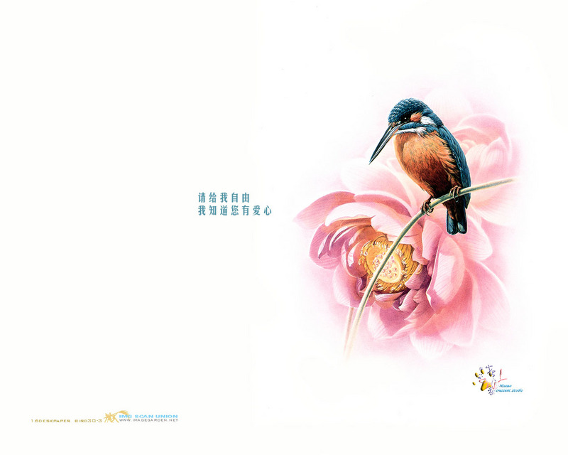 [Indian Ink Painting - China] Common Kingfisher (Alcedo atthis bengalensis) {!--물총새-->; DISPLAY FULL IMAGE.