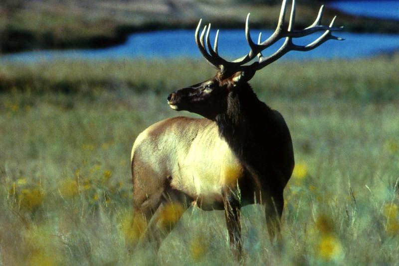 Bull Elk (Cervus elaphus) {!--엘크, 북미 붉은사슴-->; DISPLAY FULL IMAGE.