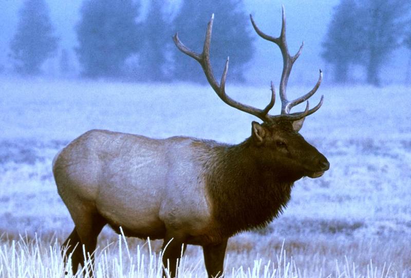 Bull Elk (Cervus elaphus) {!--엘크, 북미 붉은사슴-->; DISPLAY FULL IMAGE.