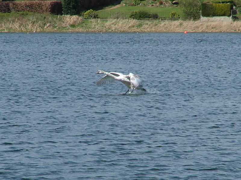 SWAN LANDING ON WATER; DISPLAY FULL IMAGE.