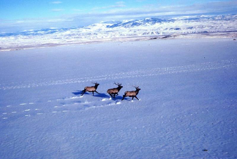 Bull Elks (Cervus elaphus) {!--엘크, 북미 붉은사슴-->; DISPLAY FULL IMAGE.