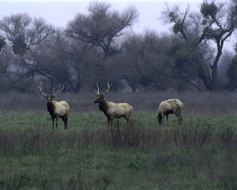 Elks (Cervus elaphus) {!--엘크, 북미 붉은사슴-->; DISPLAY FULL IMAGE.