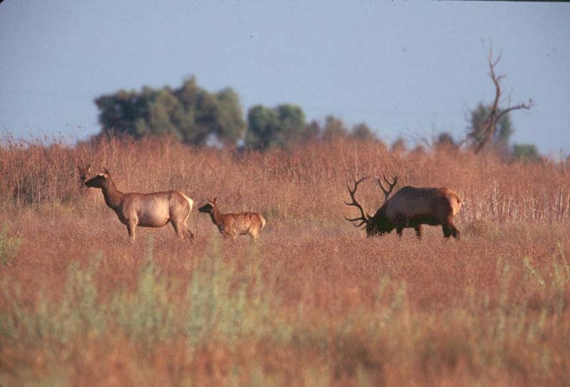 Tule Elks (Cervus elaphus nannodes) {!--엘크, 북미 붉은사슴-->; DISPLAY FULL IMAGE.