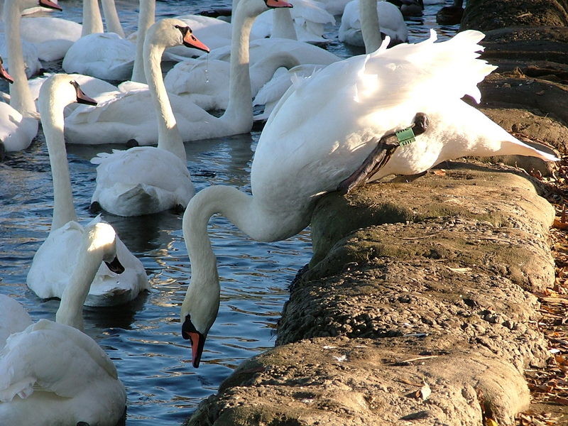 Mute swans at Linlithgow - mute swan (Cygnus olor); DISPLAY FULL IMAGE.