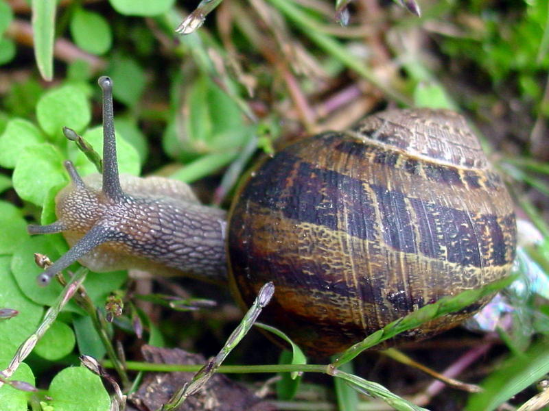 snail; DISPLAY FULL IMAGE.