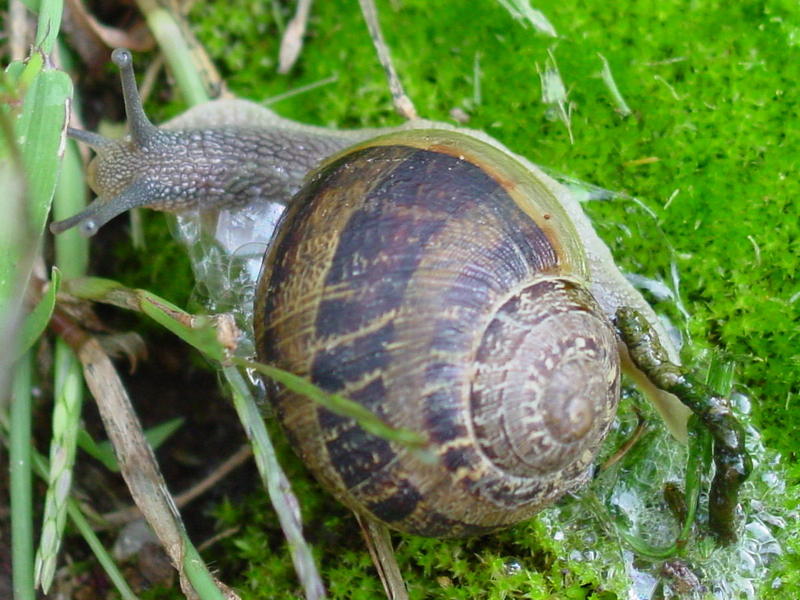 snail; DISPLAY FULL IMAGE.