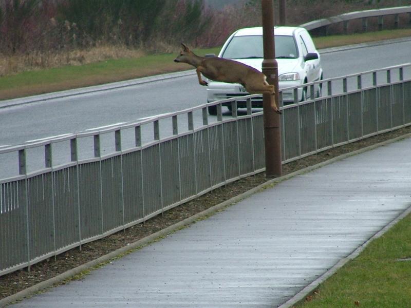 deer jumping over fence; DISPLAY FULL IMAGE.