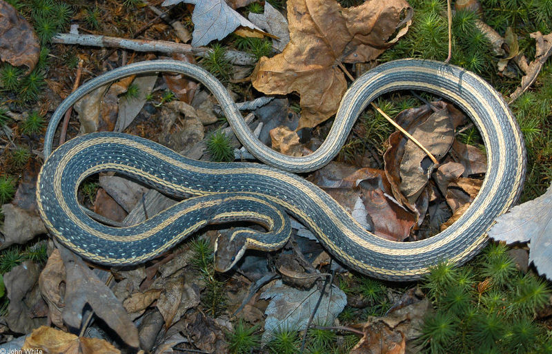 Eastern Ribbon Snake (Thamnophis sauritus sauritus); DISPLAY FULL IMAGE.