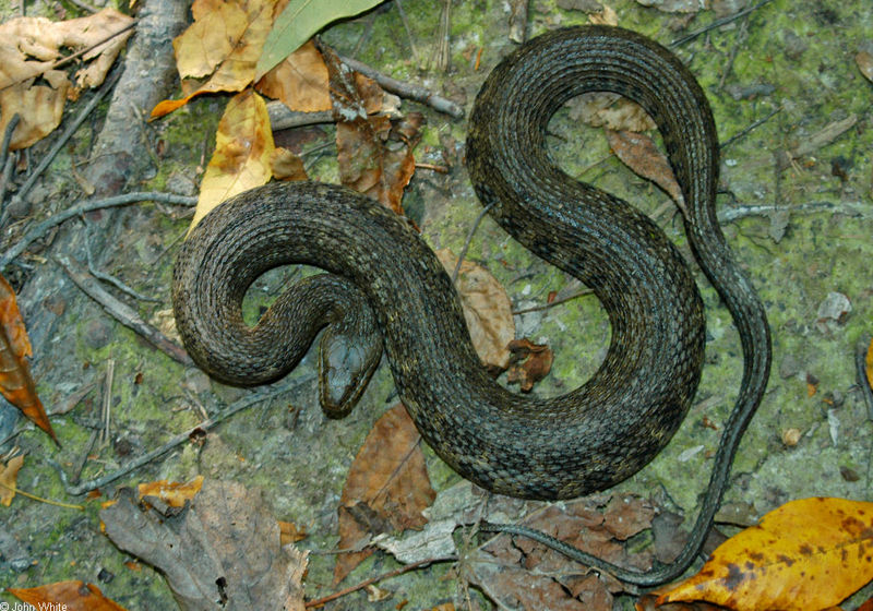 Northern Water Snake (Nerodia sipedon sipedon); DISPLAY FULL IMAGE.