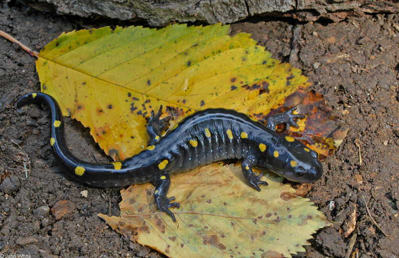 Spotted Salamander (Ambystoma maculatum); DISPLAY FULL IMAGE.