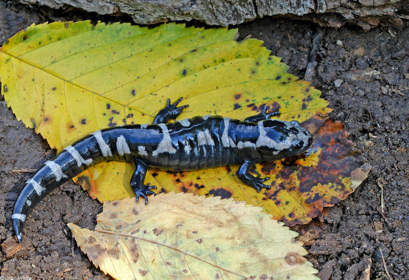 Marbled Salamander (Ambystoma opacum); DISPLAY FULL IMAGE.
