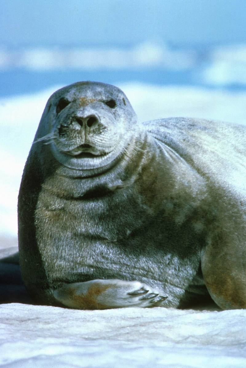 Bearded Seal (Erignathus barbatus) {!--콧수염바다물범-->; DISPLAY FULL IMAGE.