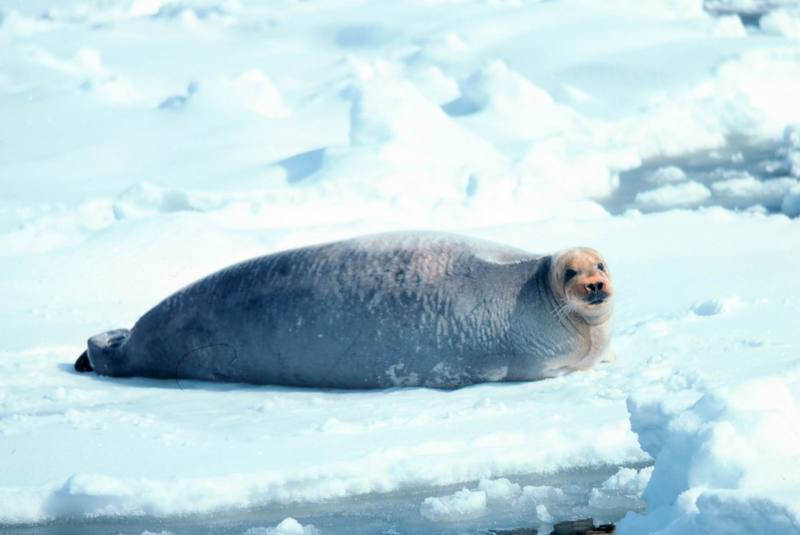 Bearded Seal (Erignathus barbatus) {!--콧수염바다물범-->; DISPLAY FULL IMAGE.