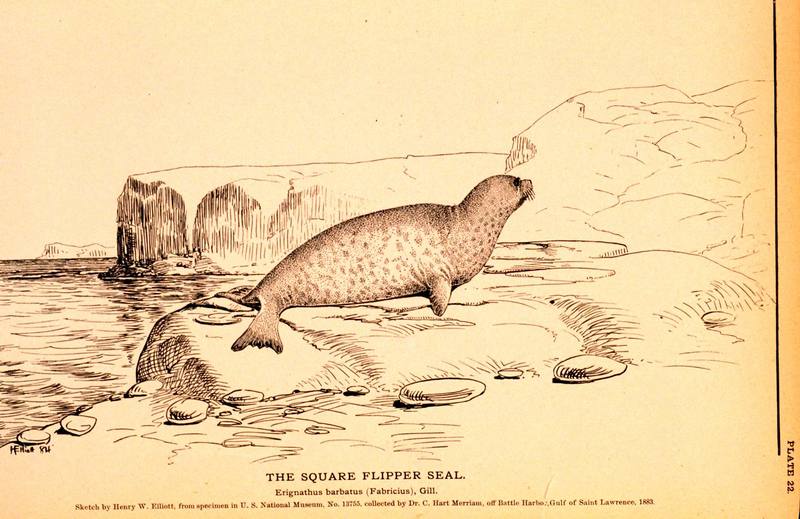 [Drawing] Bearded Seal (Erignathus barbatus) {!--콧수염바다물범-->; DISPLAY FULL IMAGE.