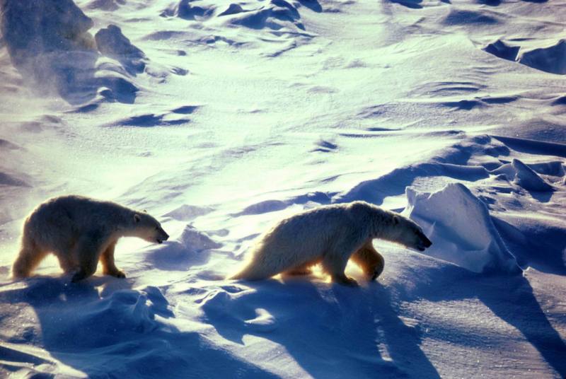 Polar Bears (Ursus maritimus) {!--북극곰-->; DISPLAY FULL IMAGE.