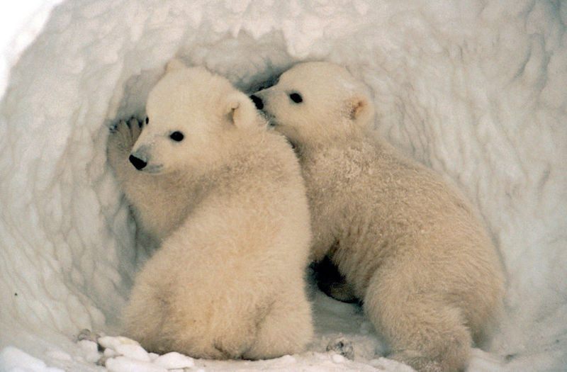 Polar Bear cubs (Ursus maritimus) {!--북극곰-->; DISPLAY FULL IMAGE.