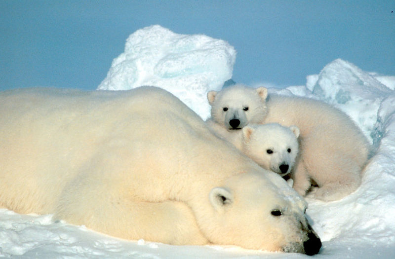 Polar Bear mother and cubs (Ursus maritimus) {!--북극곰-->; DISPLAY FULL IMAGE.