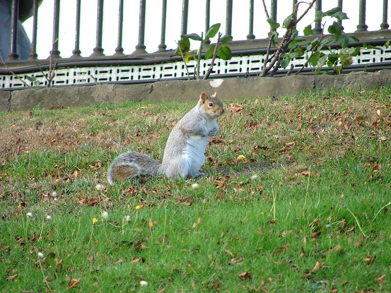 Gray squirrel; DISPLAY FULL IMAGE.