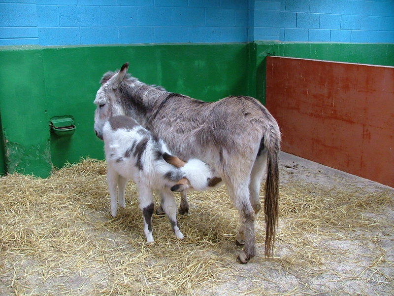 donkey and foal; DISPLAY FULL IMAGE.